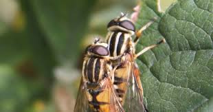 Attēlu rezultāti vaicājumam “Helophilus pendulus”