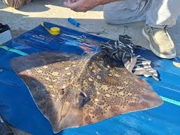 Image result for Raja straeleni