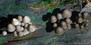 Attēlu rezultāti vaicājumam “Mycena stipata”