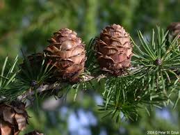 Attēlu rezultāti vaicājumam “Larix kaempferi fruit”