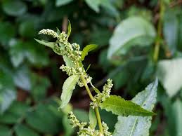 Attēlu rezultāti vaicājumam “Rumex obtusifolius”