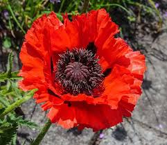 Image result for Papaver orientale