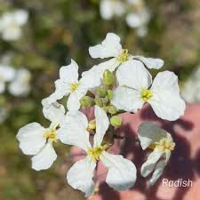 Attēlu rezultāti vaicājumam “Raphanus raphanistrum flower”