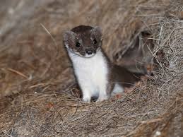 Attēlu rezultāti vaicājumam “Mustela nivalis adult”
