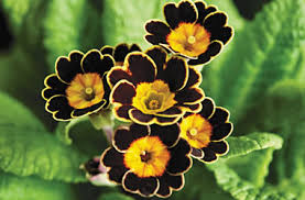 Attēlu rezultāti vaicājumam “Primula elatior flower”