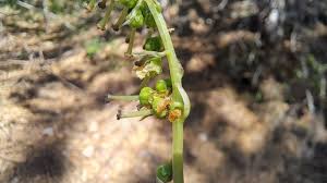 Attēlu rezultāti vaicājumam “Orthilia secunda bud”