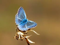 Attēlu rezultāti vaicājumam “Agrodiaetus amandus female”