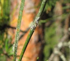 Attēlu rezultāti vaicājumam “Schizolachnus pineti”