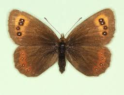 Attēlu rezultāti vaicājumam “Erebia aethiops upperside”