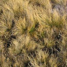 Attēlu rezultāti vaicājumam “Nardus stricta leaf”