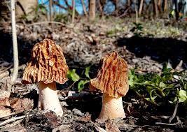 Attēlu rezultāti vaicājumam “Verpa bohemica”