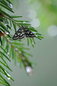 Attēlu rezultāti vaicājumam “Nymphula nitidulata”