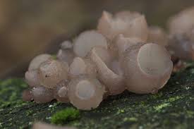 Attēlu rezultāti vaicājumam “Neobulgaria pura”