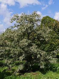 Attēlu rezultāti vaicājumam “Castanea sativa  leaf”