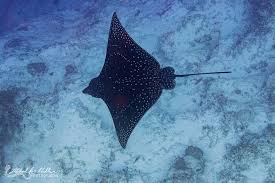 Image result for Aetobatus ocellatus