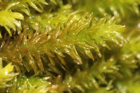 Attēlu rezultāti vaicājumam “Anomodon viticulosus”