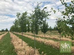 Attēlu rezultāti vaicājumam “Cladrastis kentukea”