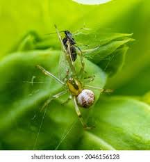 Attēlu rezultāti vaicājumam “Phylloneta cocoon”