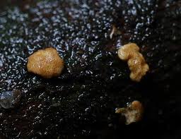 Attēlu rezultāti vaicājumam “Hypocrea rufa”