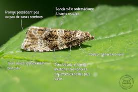 Attēlu rezultāti vaicājumam “Orthotaenia undulana”