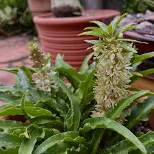 Attēlu rezultāti vaicājumam “Laserpitium latifolium flower”