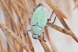 Attēlu rezultāti vaicājumam “Hoplia parvula”