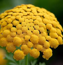Image result for Achillea filipendulina