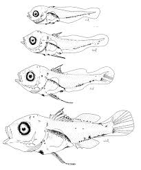 Image result for Lutjanus synagris