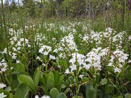 Attēlu rezultāti vaicājumam “Menyanthes trifoliata flower”