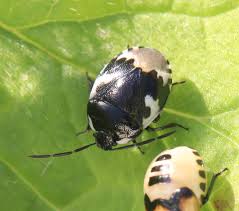 Attēlu rezultāti vaicājumam “Tritomegas bicolor nymph”