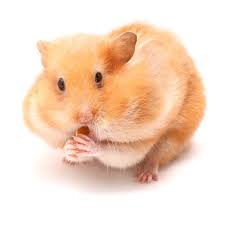 Afbeeldingsresultaat voor hamsters