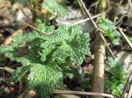 Attēlu rezultāti vaicājumam “Leonurus quinquelobatus leaf”