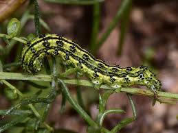 Attēlu rezultāti vaicājumam “Protoschinia scutosa”