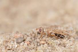 Attēlu rezultāti vaicājumam “Tetanops myopina”