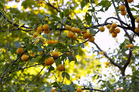Attēlu rezultāti vaicājumam “Prunus cerasifera var. divaricata”