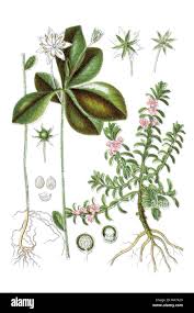 Attēlu rezultāti vaicājumam “Glaux maritima leaf”