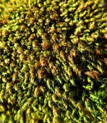 Attēlu rezultāti vaicājumam “Bryum capillare”