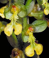 Attēlu rezultāti vaicājumam “Orchidaceae”