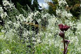 Attēlu rezultāti vaicājumam “Epilobium angustifolium flower”