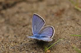 Attēlu rezultāti vaicājumam “Cyaniris semiargus male”