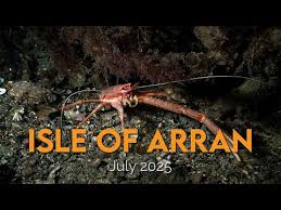 Image result for Barnsley BSAC Divers