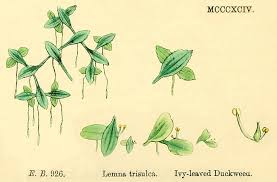 Attēlu rezultāti vaicājumam “Lemnaceae”