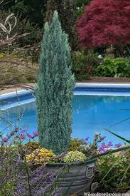 Attēlu rezultāti vaicājumam “Chamaecyparis lawsoniana”