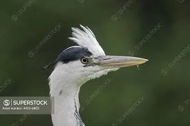 Attēlu rezultāti vaicājumam “Ardea cinerea adult”