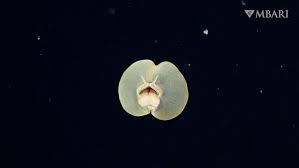 Attēlu rezultāti vaicājumam “Chaetophora pisiformis”