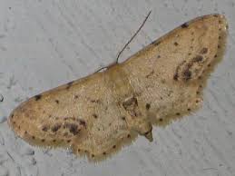 Attēlu rezultāti vaicājumam “Idaea dimidiata”