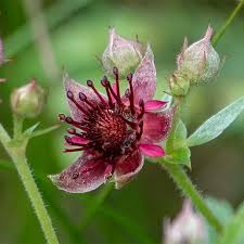 Attēlu rezultāti vaicājumam “Comarum palustre leaf”
