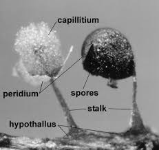 Attēlu rezultāti vaicājumam “Physarum penetrale stalked”