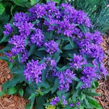 Attēlu rezultāti vaicājumam “Campanula glomerata fruit”