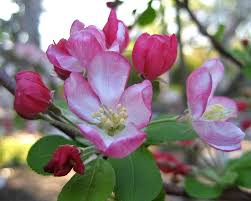 Attēlu rezultāti vaicājumam “Malus domestica flower”
